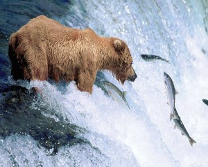 La passion de l'ours, la pêche en rivière. L'on y croise parfois des ondines, mais aussi et surtout des naïades.